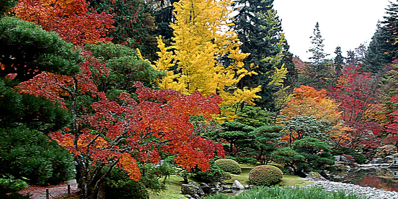 The best way to Plant a Pummelo Tree