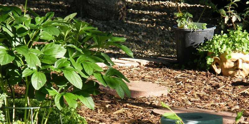 Early Blooming Shrubs