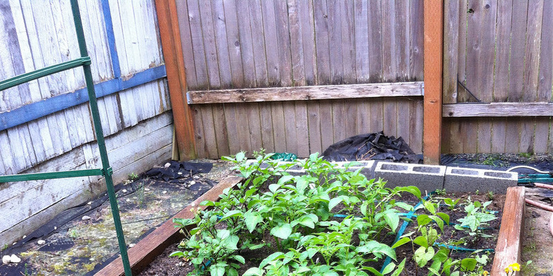 Sweet Pea Perennial Vines