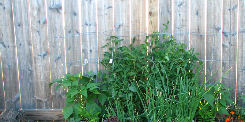 The best way to Control Bugs & Worms in Raspberries