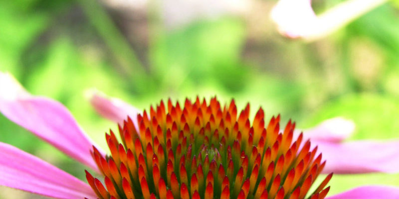 When Does a Red Cedar Tree Make Seeds?