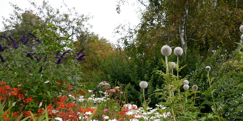 Yard Plants That Will Sit in Water