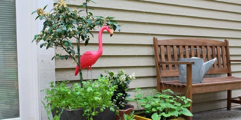 Window Box Plants for a Partly Shaded location