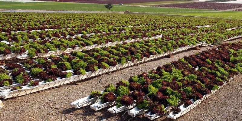 Flowering Strawberry Plants