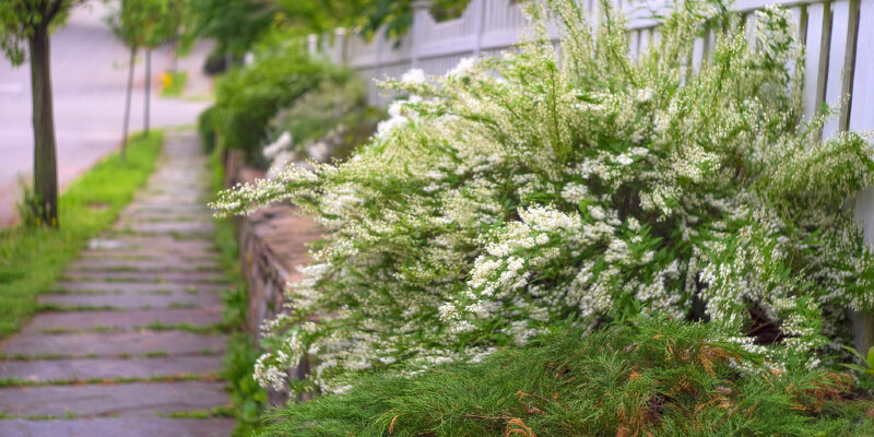 How to Grow Serviceberries